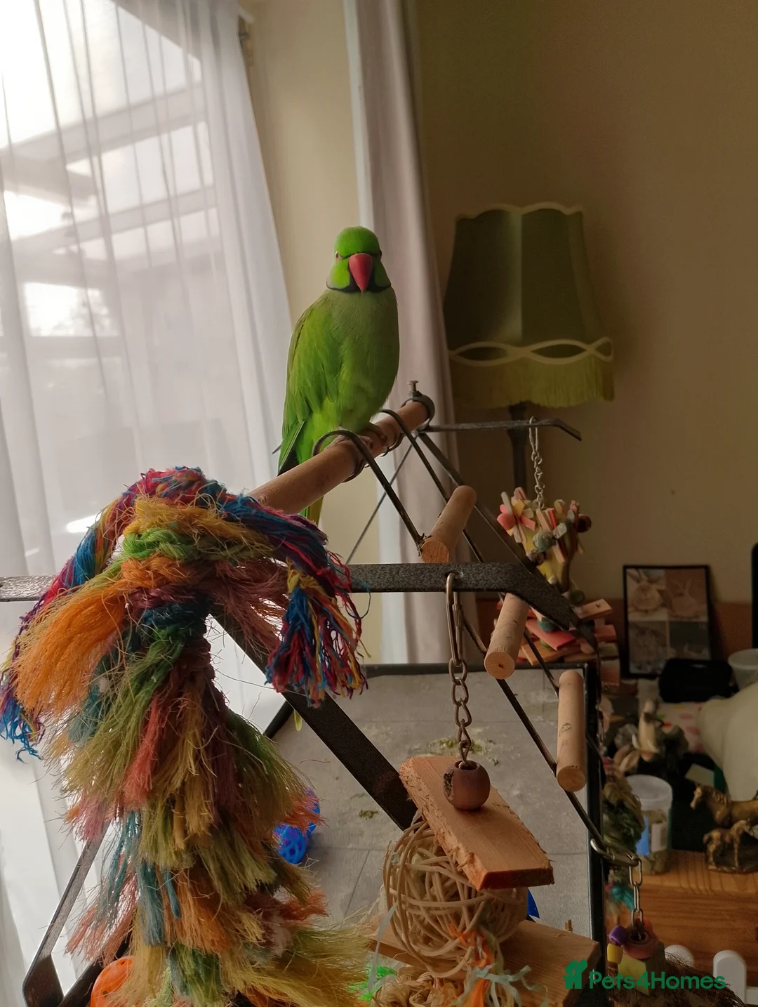 Ringnecks birds for sale: Male Indian ringneck for sale  in Loughborough - Advert 2