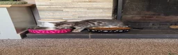 Mixed Breed cats for sale: Bencoon kittens Maine Coon x Bengal  - Advert 9