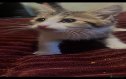 Mixed Breed cats for sale: 1 boy 1 girl ready for home 10 weeks  - Advert 2