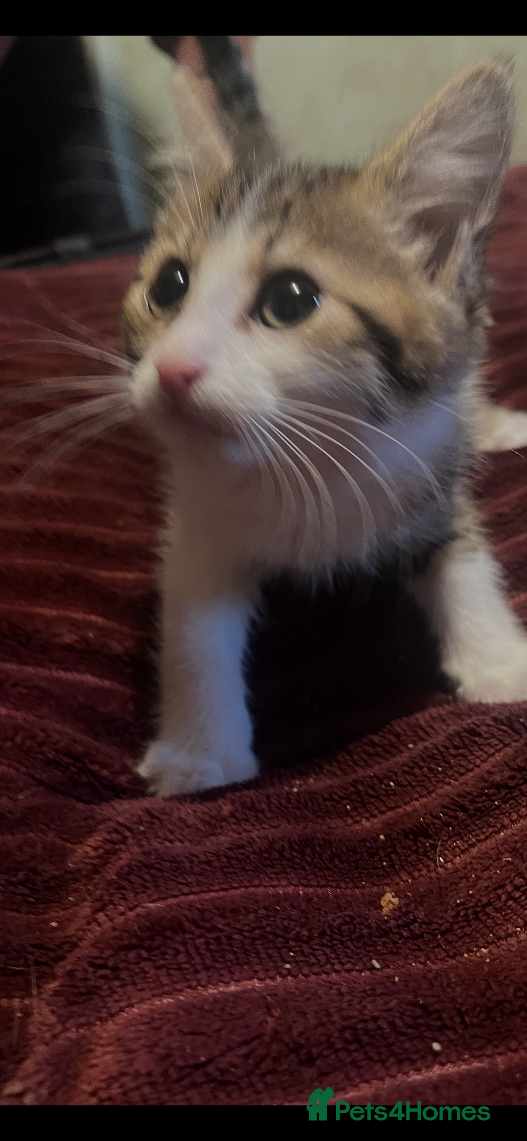 Mixed Breed cats for sale: 1 boy 1 girl ready for home 10 weeks  - Advert 2