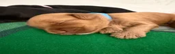 Australian Labradoodle dogs for sale: Multigenerational Australian Labradoodle puppies - Advert 29