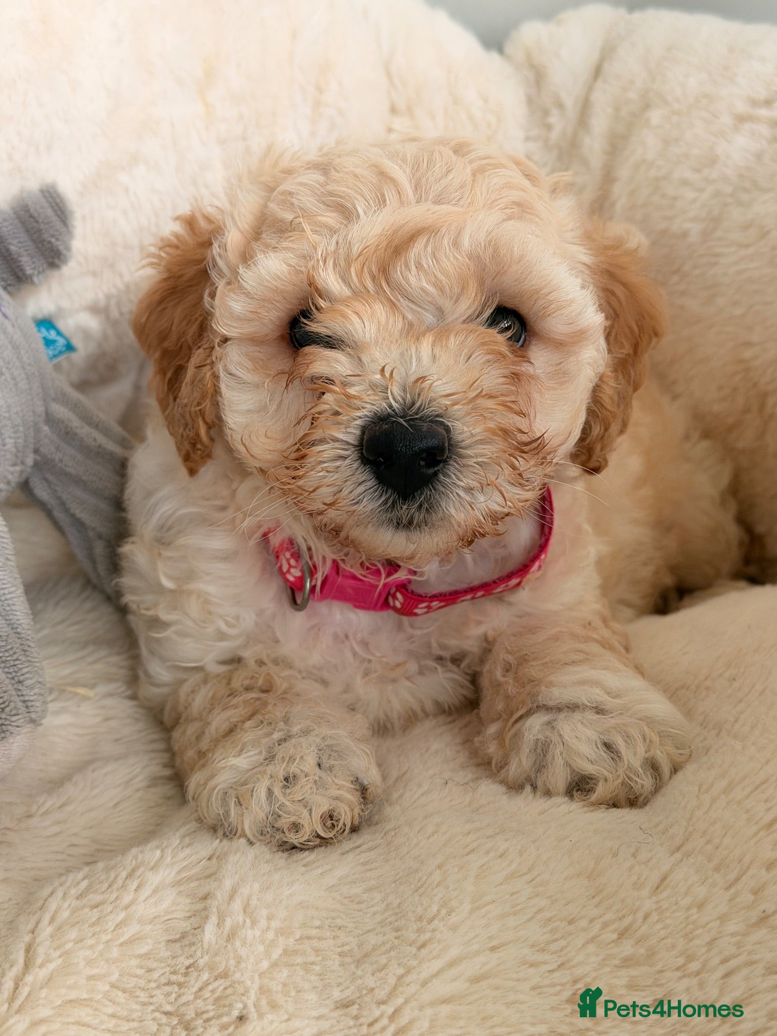 Poochon dogs ✨ Poochon Puppies - ready this week ✨ - Advert 1