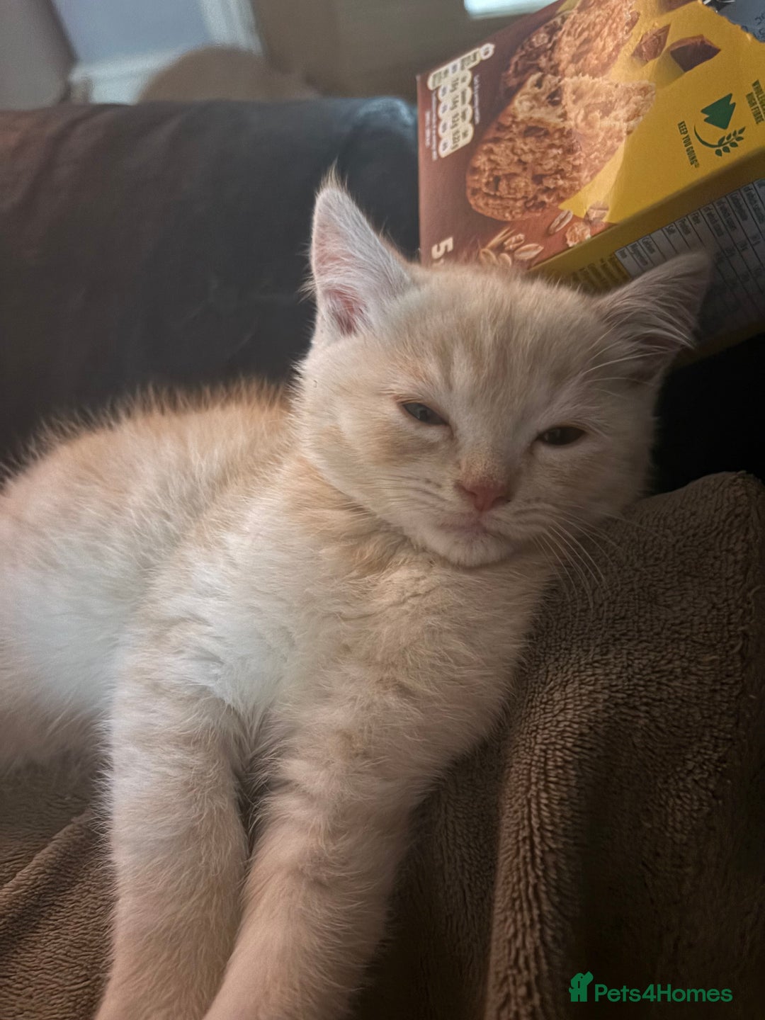 Persian cats for sale: Persians kittens  - Advert 14