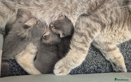 Mixed Breed cats for sale: 6 Short-Hair Kittens For Sale - Image 7