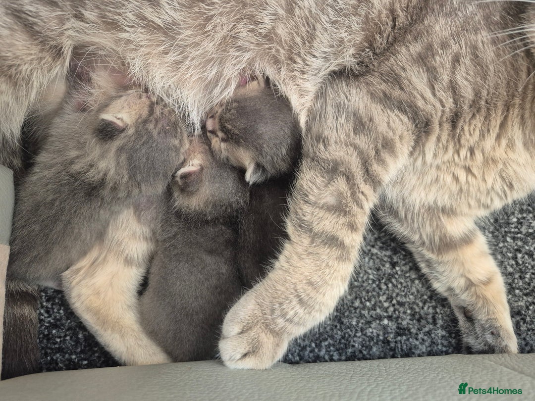 Mixed Breed cats for sale: 6 Short-Hair Kittens For Sale - Image 7