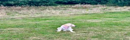 Goldador dogs for sale: 5 Month old Goldador Ready for Forever Home - Advert 7