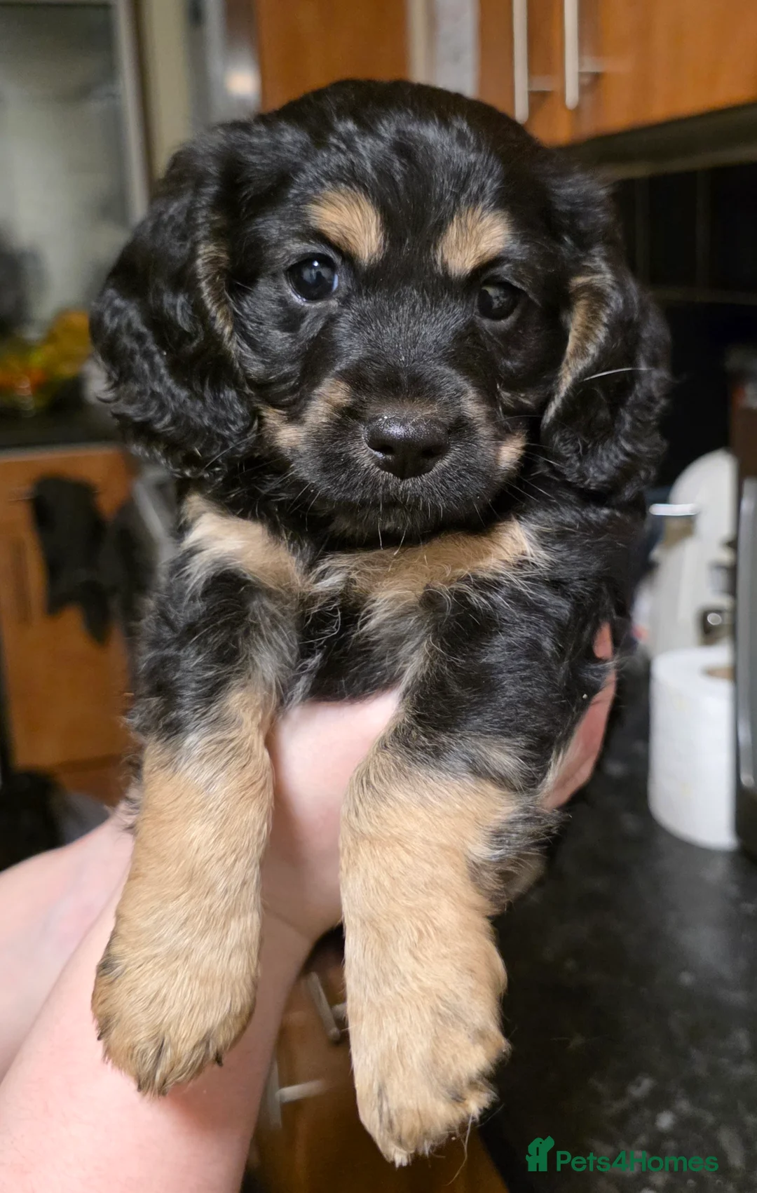 Cockapoo dogs for sale: The Magnificent fully-vaccinated Seven  in Romford - Advert 8