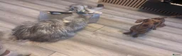 Miniature Dachshund dogs for stud: 🔥Dapple🔥Miniature Dachshund🔥KC reg🔥Proven Stud - Advert 4