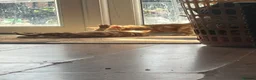 Mixed Breed cats for sale: 3 purrfect ginger girls looking 4 their forever  - Advert 8