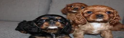 Cavalier King Charles Spaniel dogs for sale: Gorgeous Cavalier King Charles Spaniel puppies - Advert 4