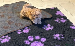 Cockapoo dogs for sale: Miniature cockapoo puppies Merle and Apricot - Image 23