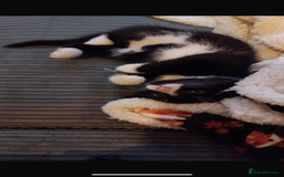 Mixed Breed cats for sale: Beautiful black & white kitten - Image 5