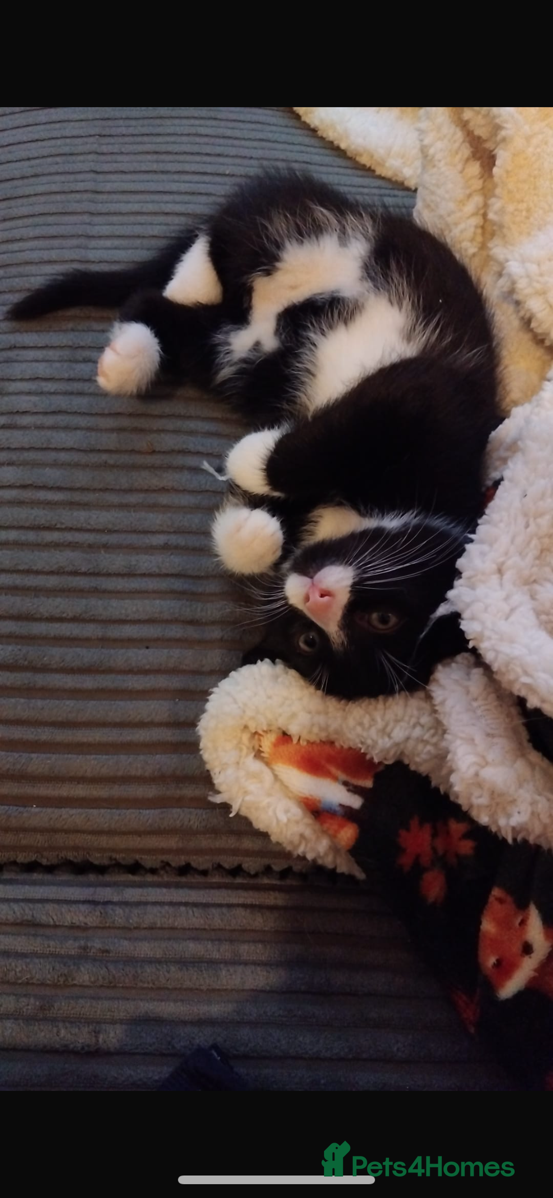 Mixed Breed cats for sale: Beautiful black & white kitten - Image 5