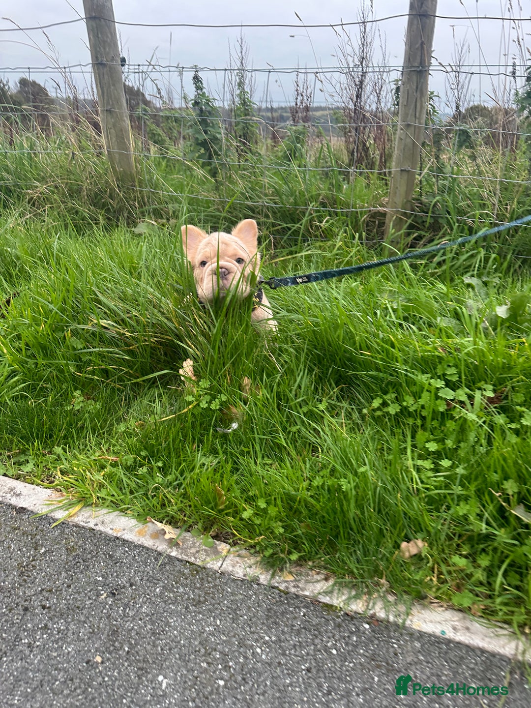 French Bulldog dogs for sale: 2 fluffy French Bulldogs puppies left - Image 7