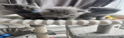 British Shorthair cats for sale: Beautiful British Shorthair and Longhair Kittens  - Advert 4