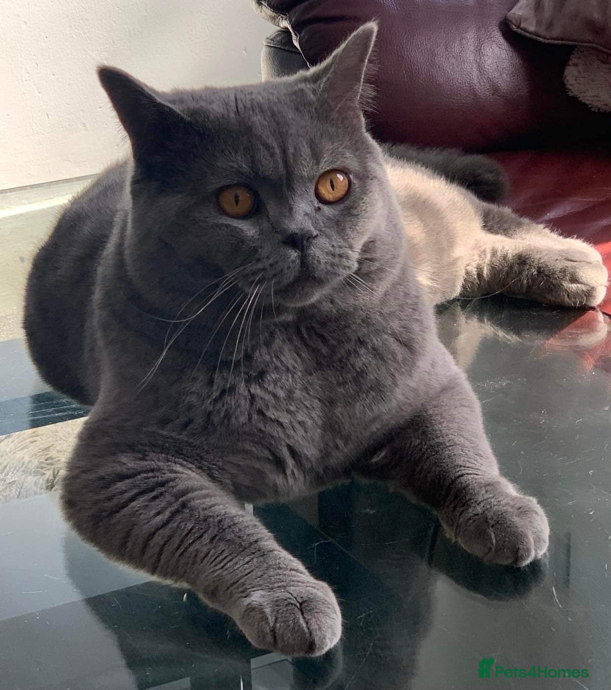 British Shorthair cats Stunning PEDIGREE GCCF Reg British Blue For Stud in Grays - Advert 1