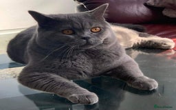 British Shorthair cats for stud: Stunning PEDIGREE GCCF Reg British Blue For Stud in Grays - Image 3