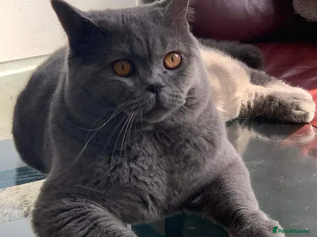 British Shorthair cats Stunning PEDIGREE GCCF Reg British Blue For Stud - Advert 11