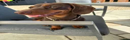 Miniature Dachshund dogs for sale: Gorgeous little girl in Lechlade - Advert 4