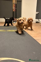 Cavapoo dogs - Advert 3