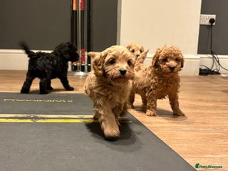 Cavapoo dogs - Advert 31