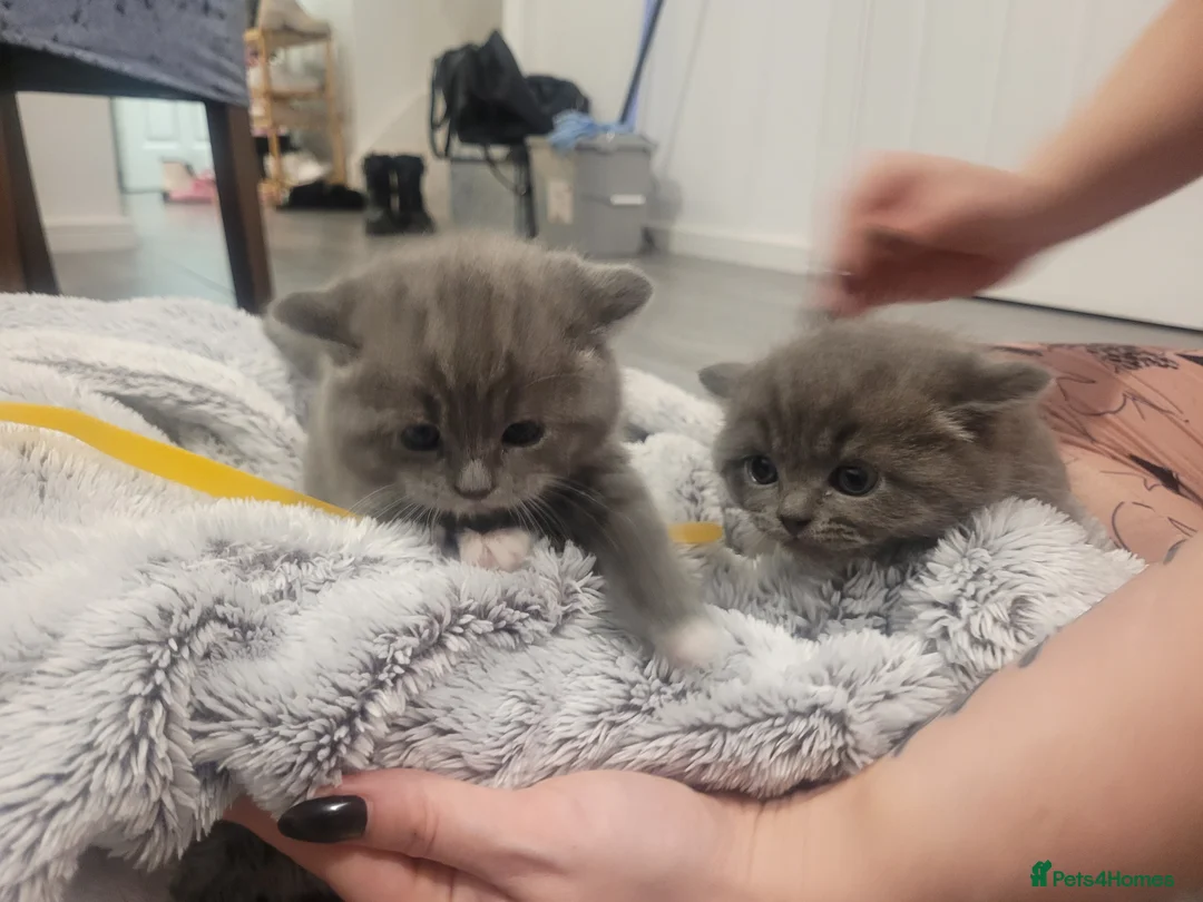 British Shorthair cats for sale: BSH kittens  - Advert 11