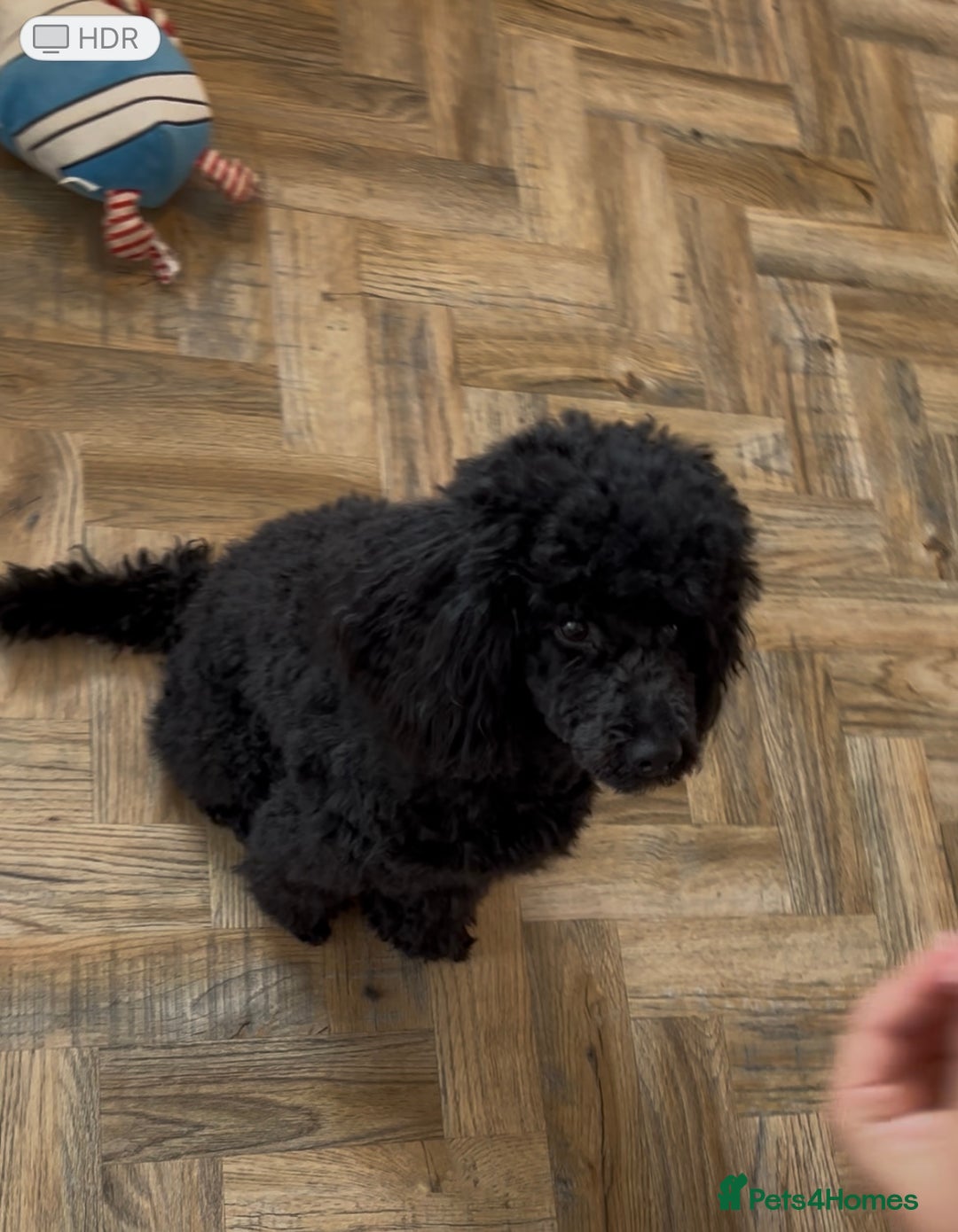 Toy Poodle dogs for sale: 1yo Toy Poodle for rehoming - Image 1
