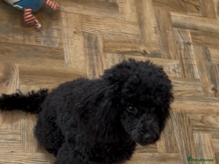 Toy Poodle dogs - Advert 1