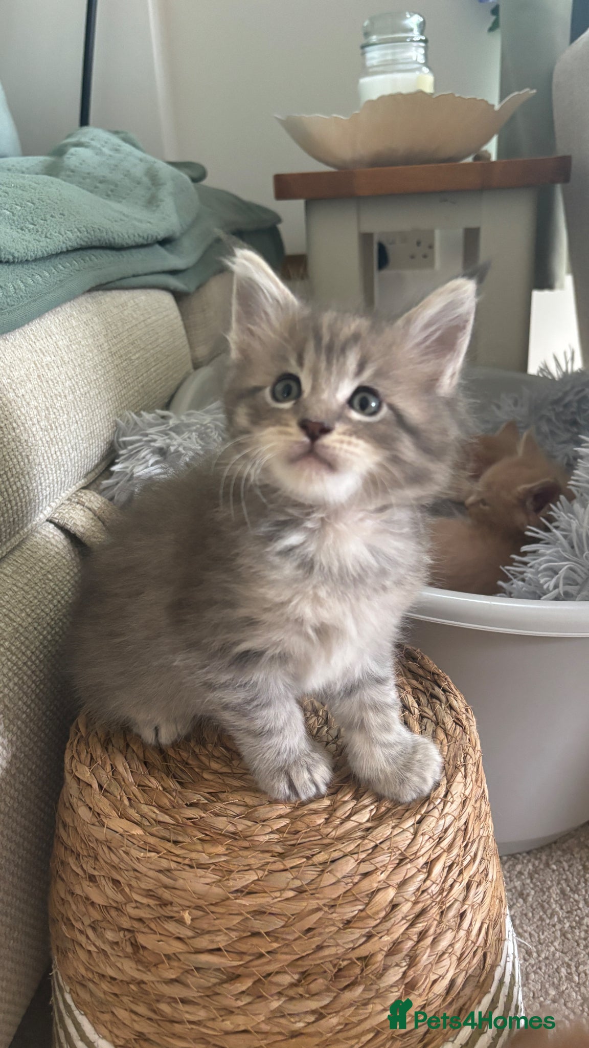 Maine Coon cats for sale: 8 Maine coon kittens - Advert 4