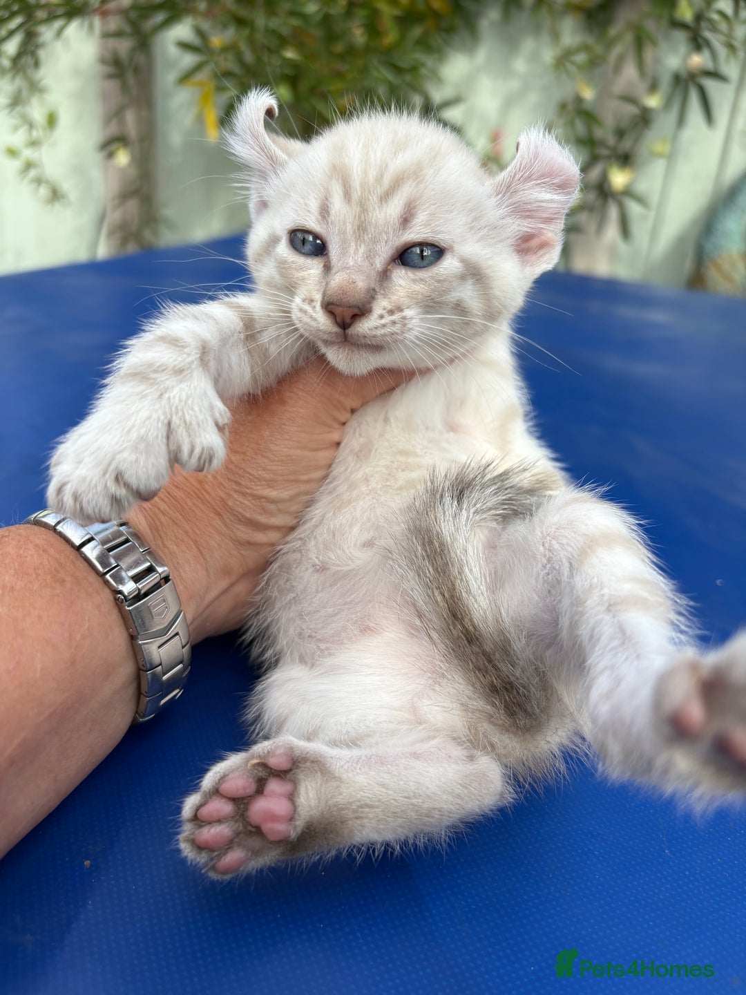 Keetso cats for sale: Gob smacking curled eared polydactyl male  - Image 10