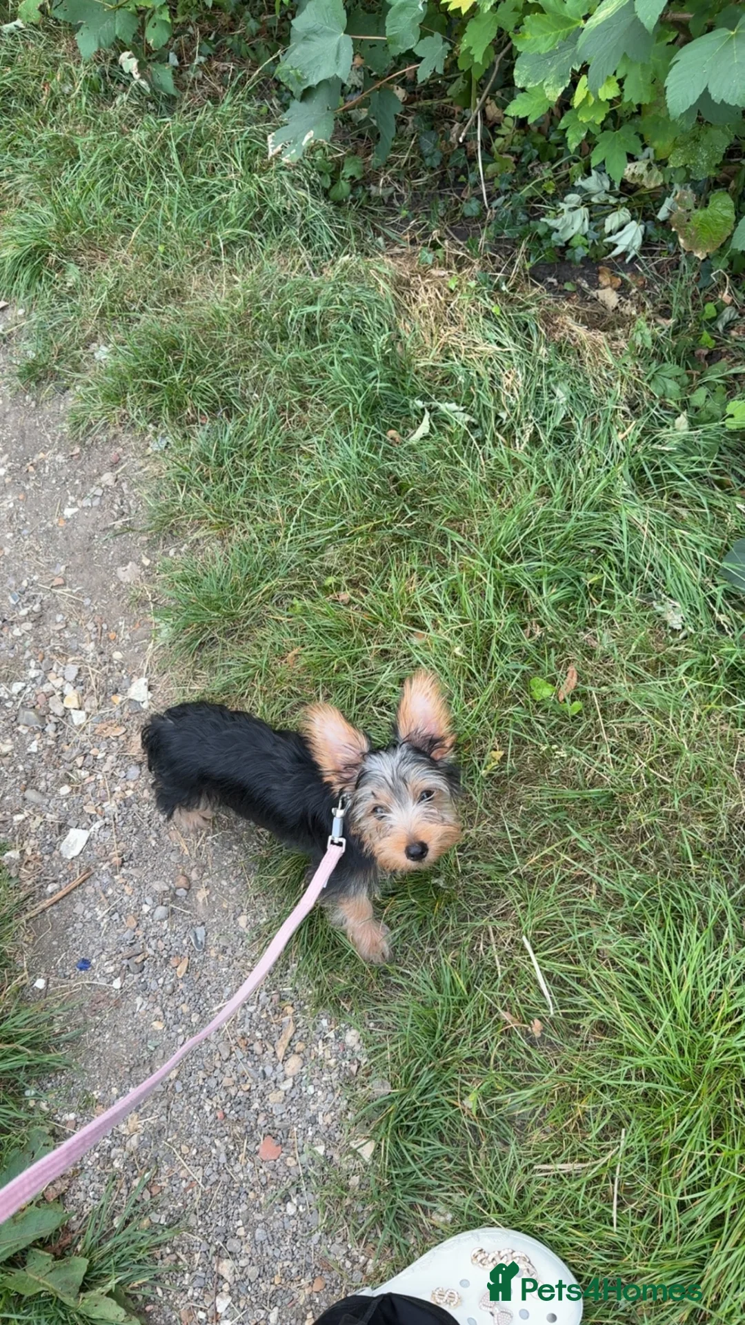 Yorkshire Terrier dogs for sale: Adorable Yorkshire terrier Puppy for sale  - Advert 2
