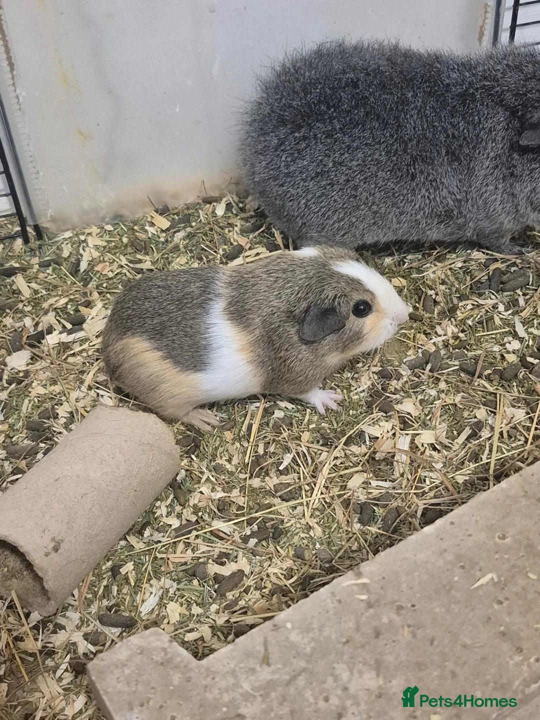 Guinea Pig rodents for sale: Sows and Boars ready now! - Advert 9