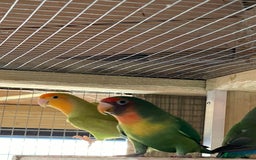 Lovebirds birds for sale: Lovebirds x 8 - Image 8