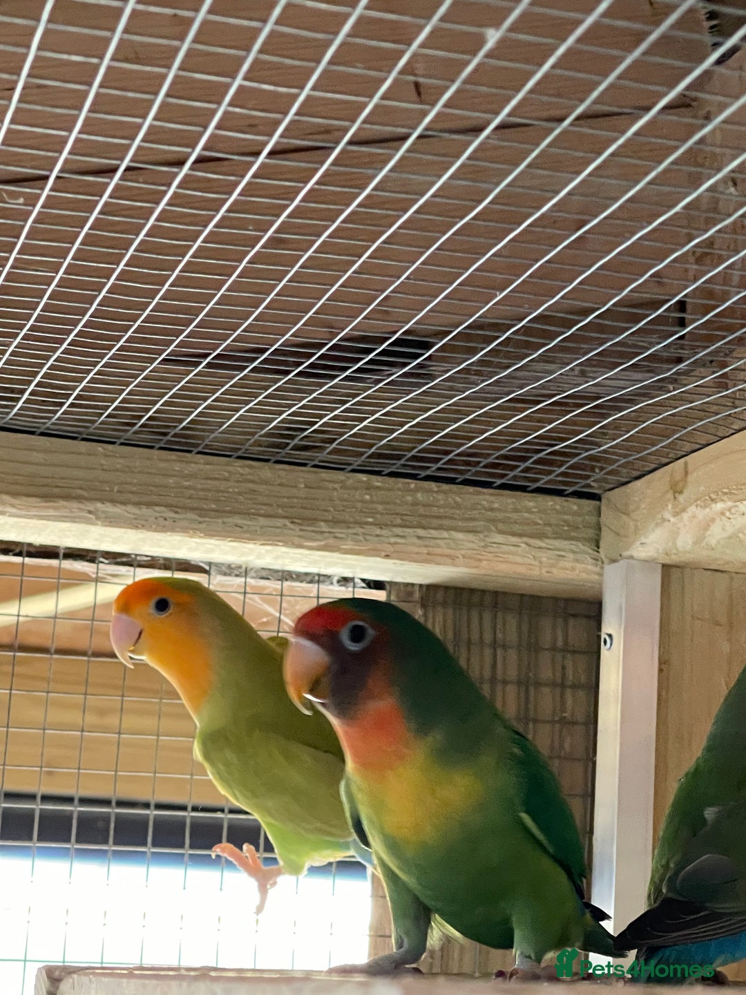 Lovebirds birds for sale: Lovebirds x 8 - Image 8