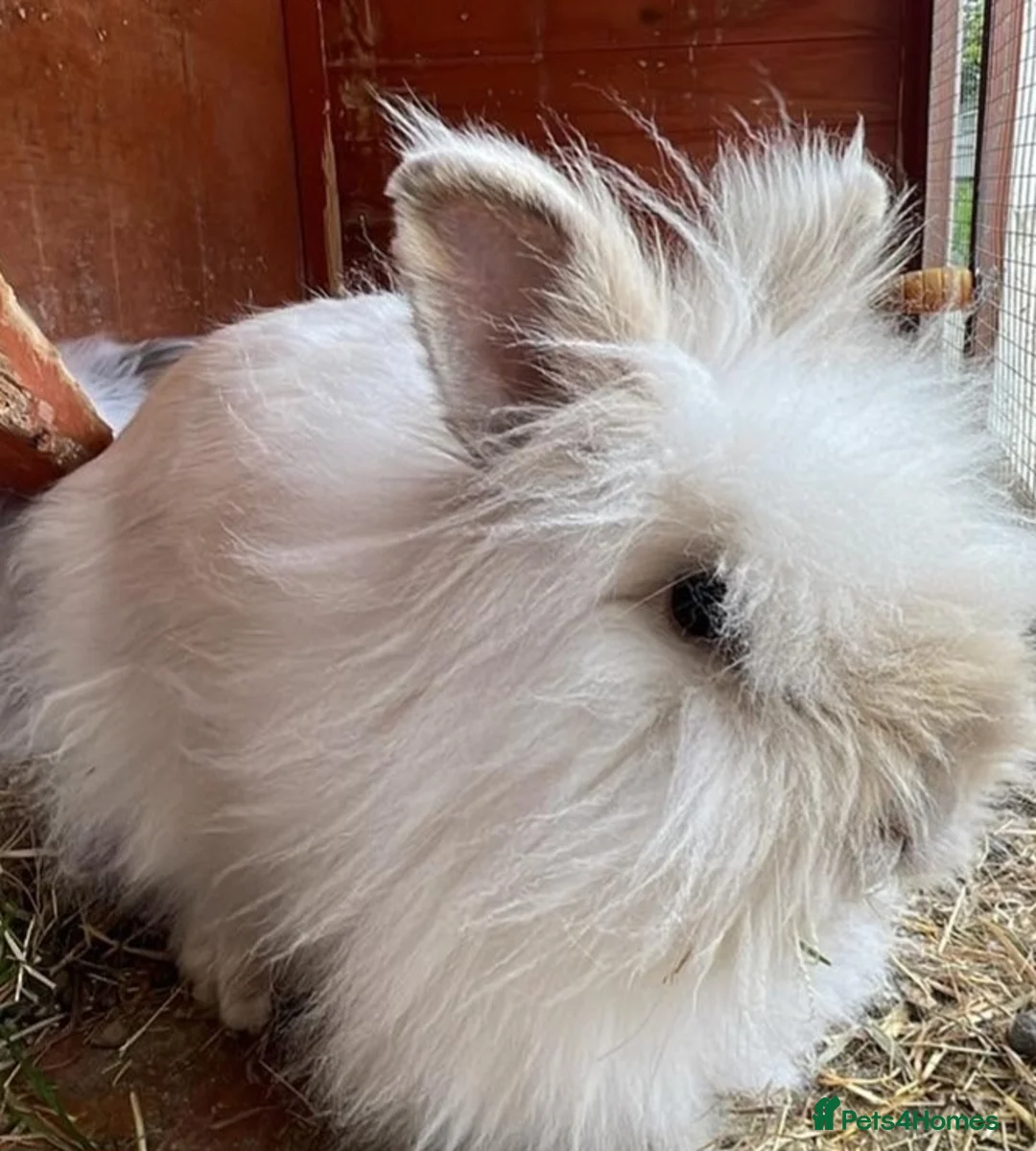 Lionhead rabbits for sale: Double manned Lionhead baby rabbits for sale in Coalville - Advert 5
