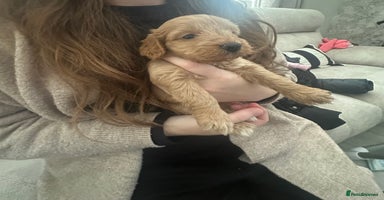 Cockapoo dogs - Advert 1