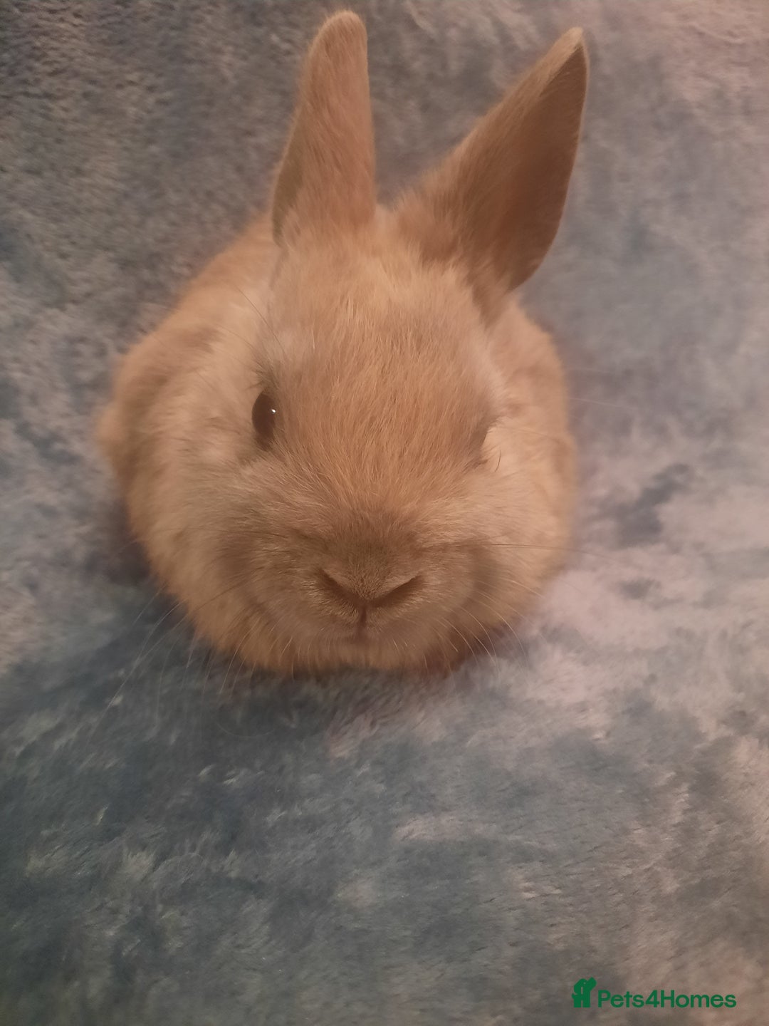 Netherland Dwarf rabbits for sale: Five Litters Of Netherland Dwarf Babies - Advert 5