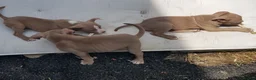 American Bully dogs for sale: Female American pocket bully puppy - Advert 7