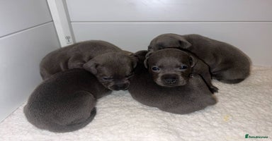 Staffordshire Bull Terrier dogs - Advert 5