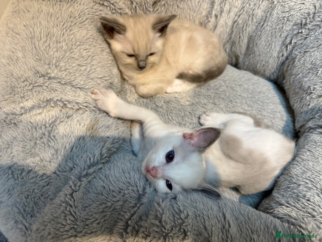 Ragdoll cats for sale: Ragdoll Kittens For Sale  - Image 2