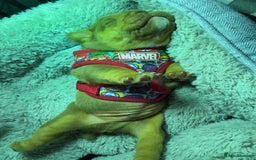 English Bulldog dogs for sale: English bulldog chocolate tri boy with Merle genes - Image 8