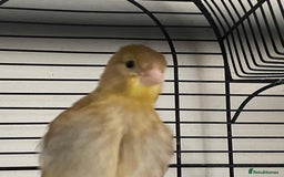 Canaries birds for sale: 5 canaries  - Image 2