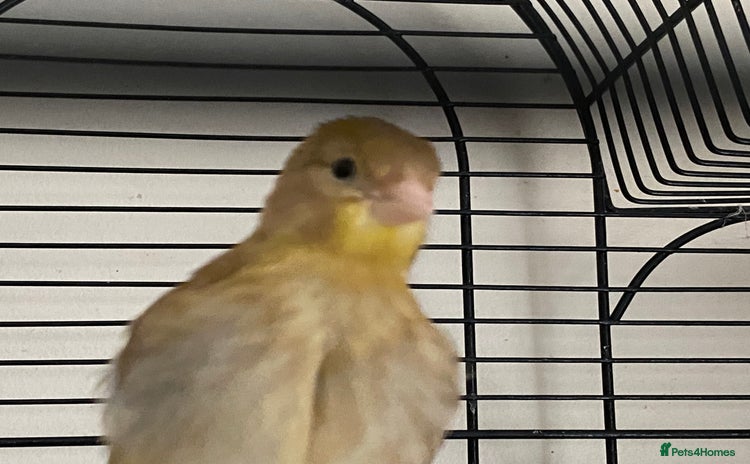 Canaries birds - Advert 1