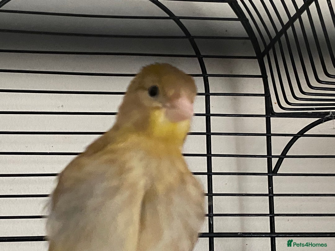 Canaries birds for sale: 5 canaries  - Image 2