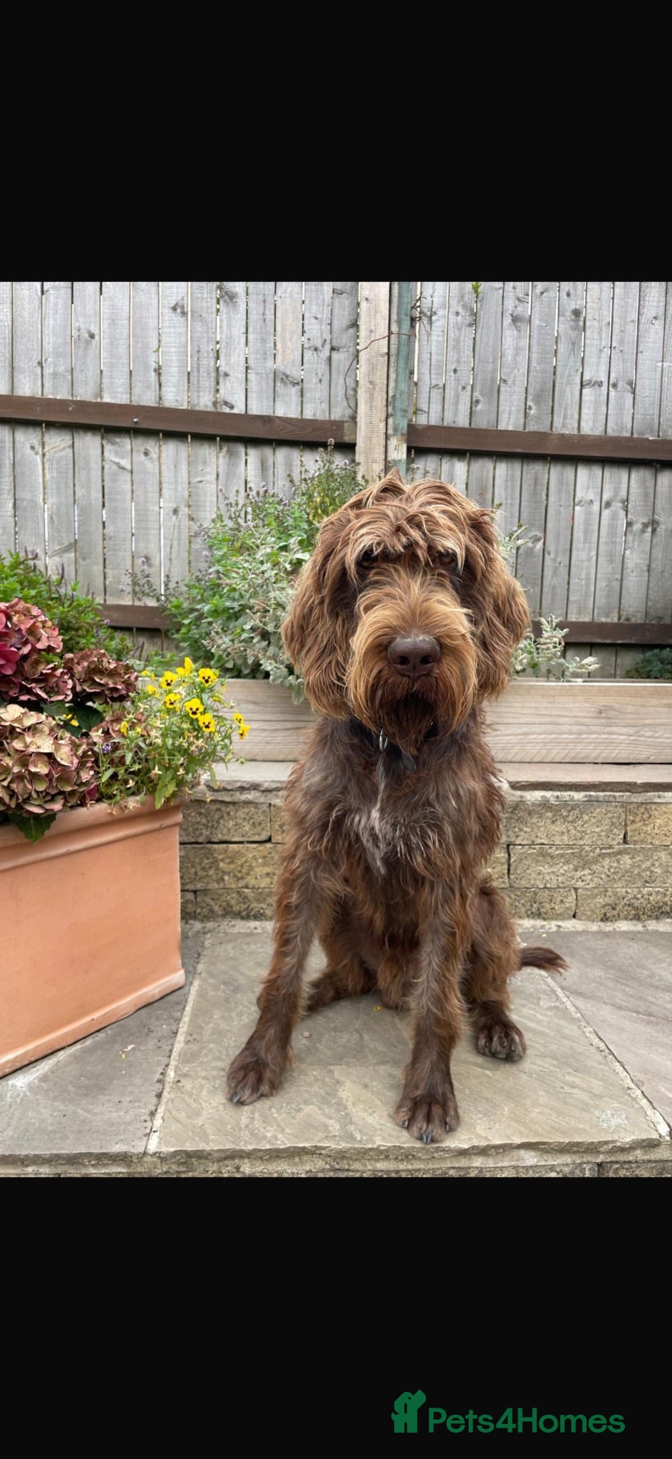Mixed Breed dogs STUD Wire Haired Griffon/Vizla - Advert 18