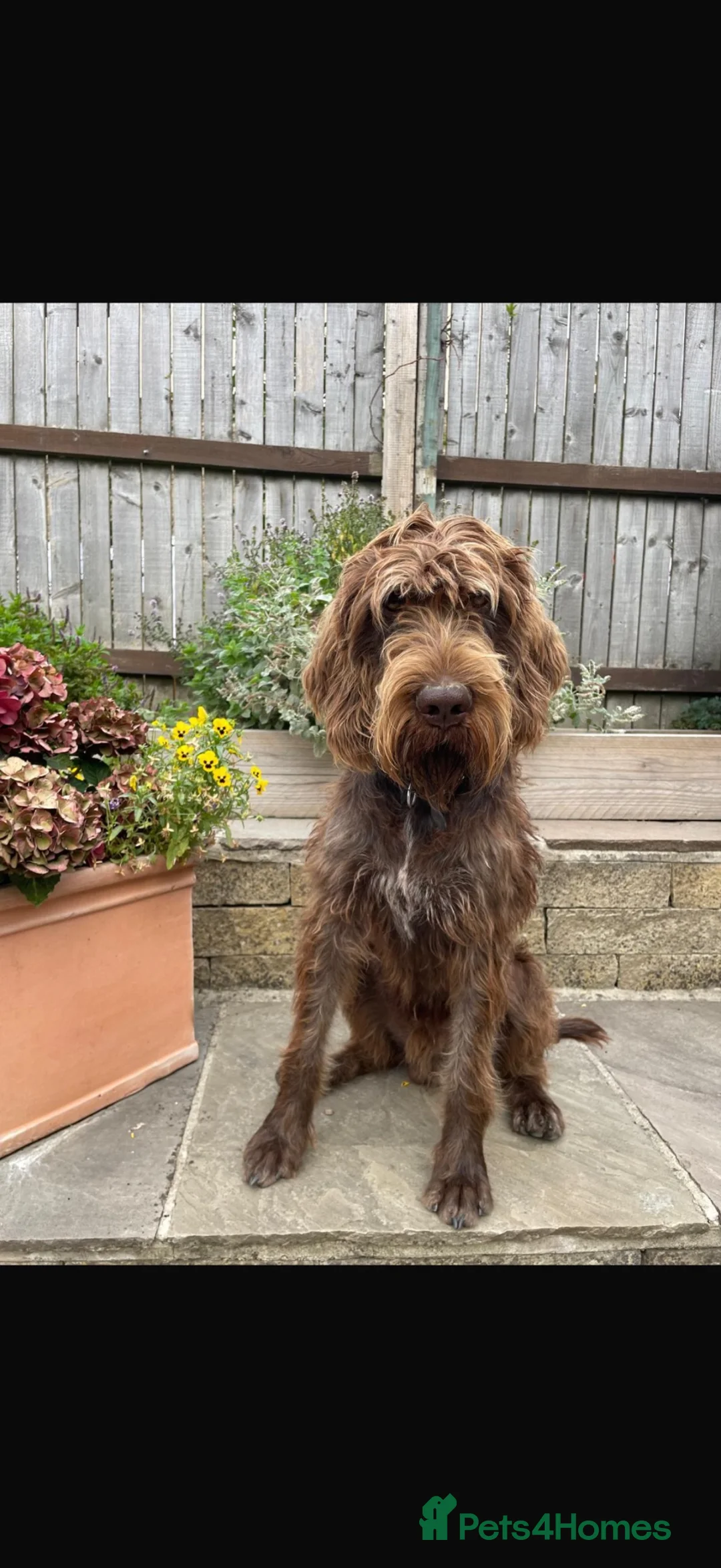 Mixed Breed dogs for stud: STUD Wire Haired Griffon/Vizla - Advert 1