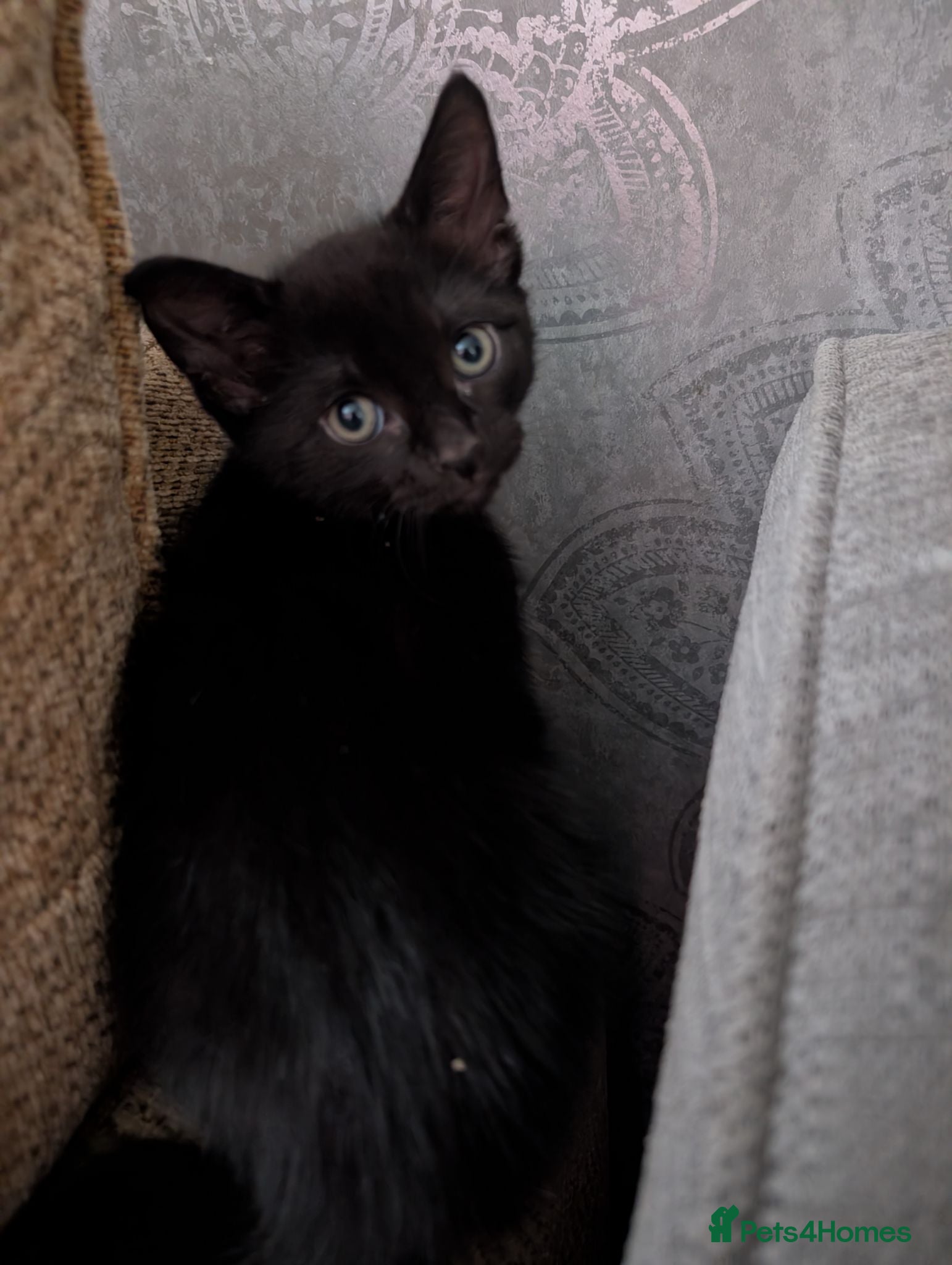 Mixed Breed cats 3 beautiful kittens  - Advert 4
