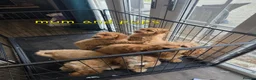 Cavapoo dogs for sale: 5 Adorable F1B Cavapoo puppies for sale 🐾🩷  - Advert 12