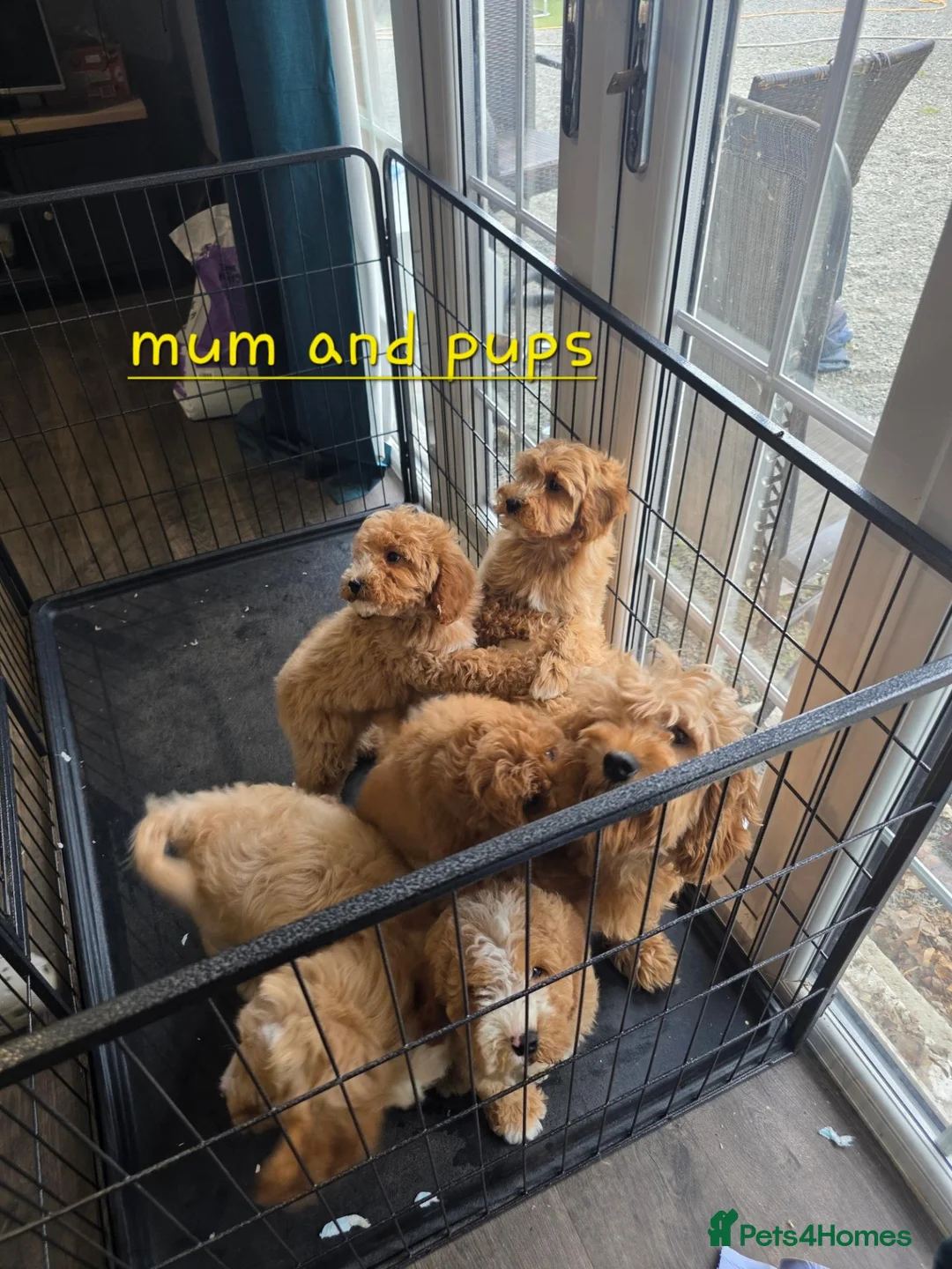 Cavapoo dogs for sale: 5 Adorable F1B Cavapoo puppies for sale 🐾🩷  - Advert 12