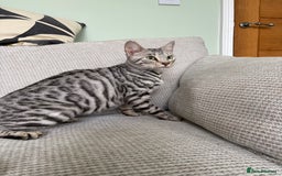 Toyger cats for sale: Superb rare silver Toyger girl  - Image 2